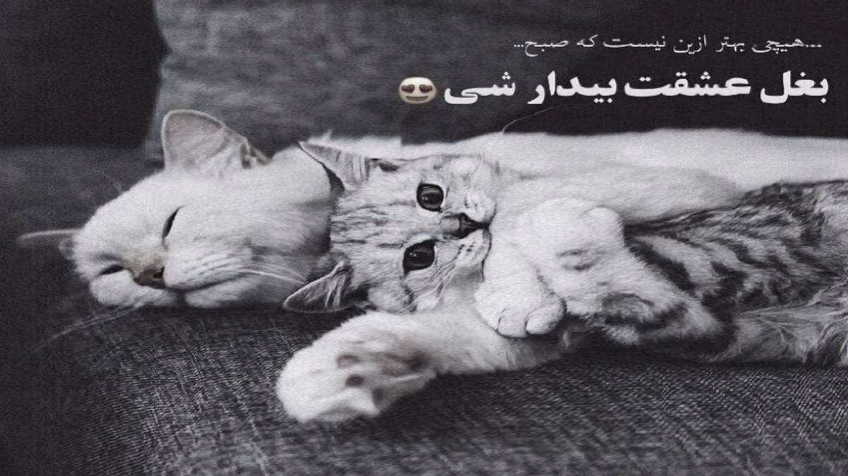  عربی نانسی یا داب داب